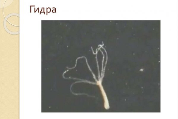 Кракен бошки